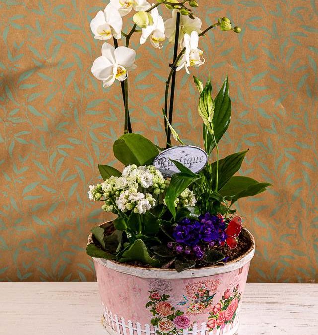 Fleurs pour la fête des grands-mères à Creutzwald : une idée cadeau qui plaît à tous les coups