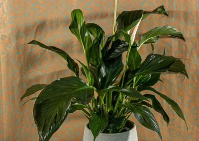 Plantes intérieures à Saint-Avold