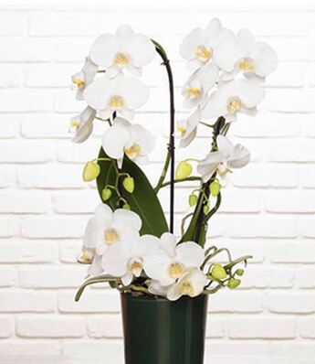 Fleurs artificielles en Moselle : une élégance durable
